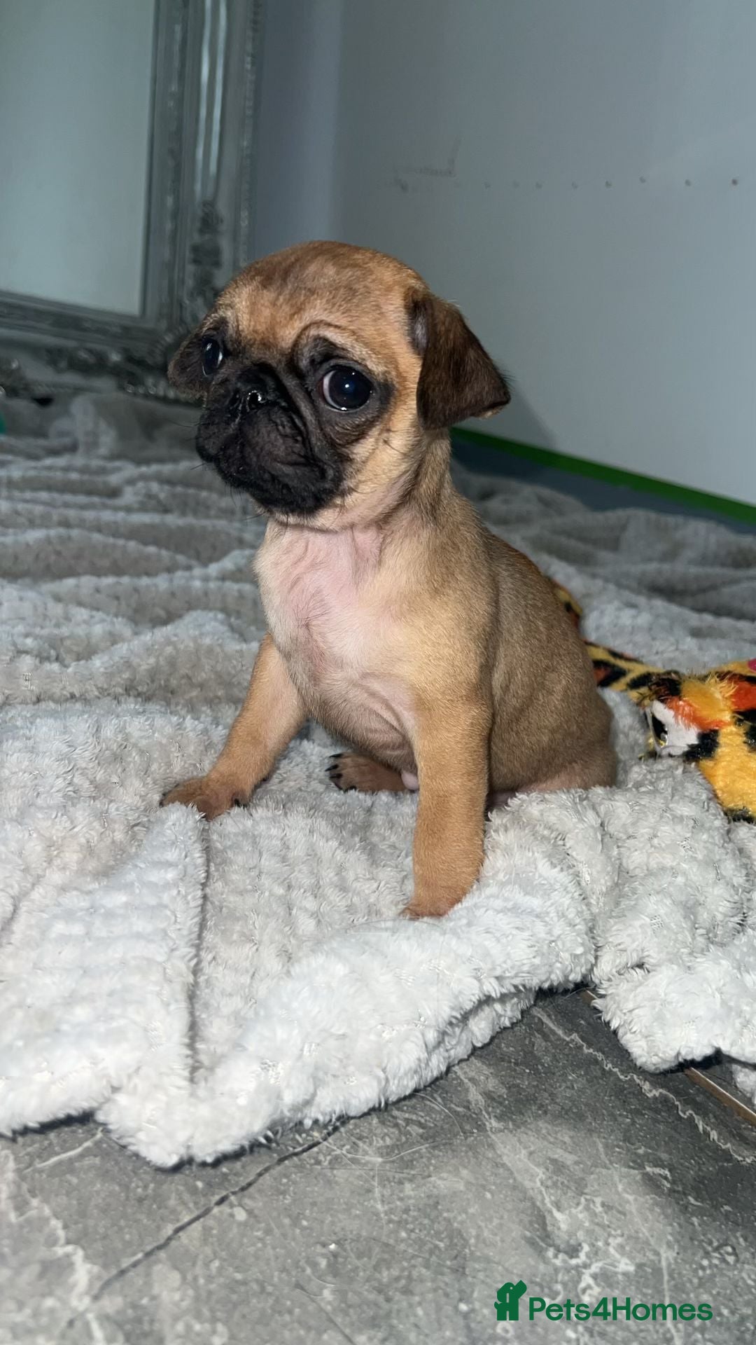 Pug dogs for sale: PUG PUPPYS READY TO GO !!!! - Advert 3