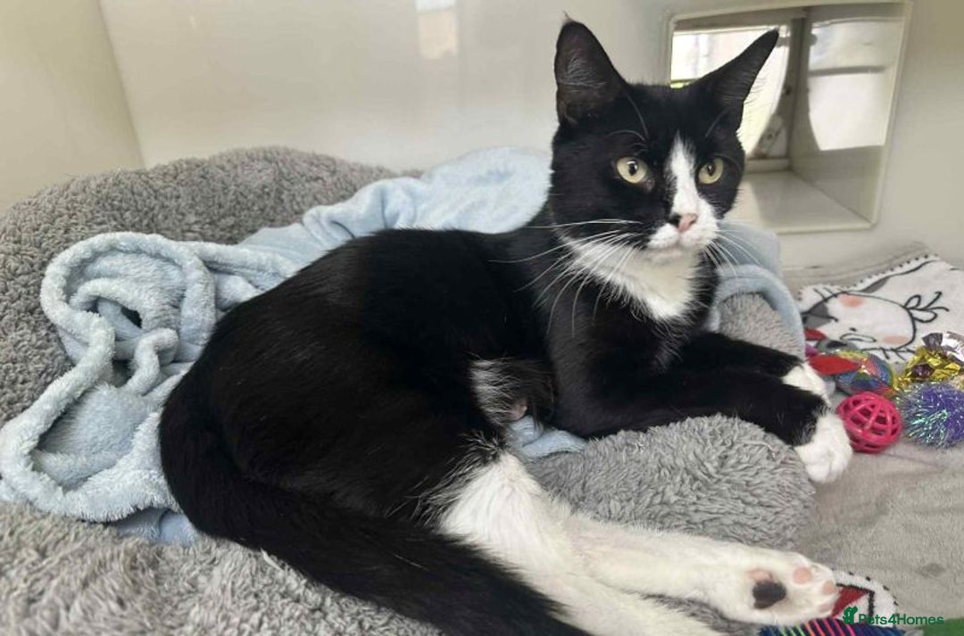 Domestic Shorthair cats for adoption: Draco & Fang - Image 3