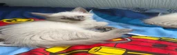 Ragdoll cats for sale: Ragdolls READY NOW  - Advert 5