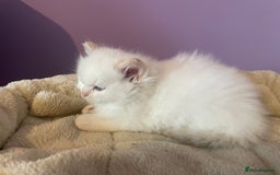Ragdoll cats for sale:  Beautiful Ragdoll Kittens * 3 BoYs *  - Image 7