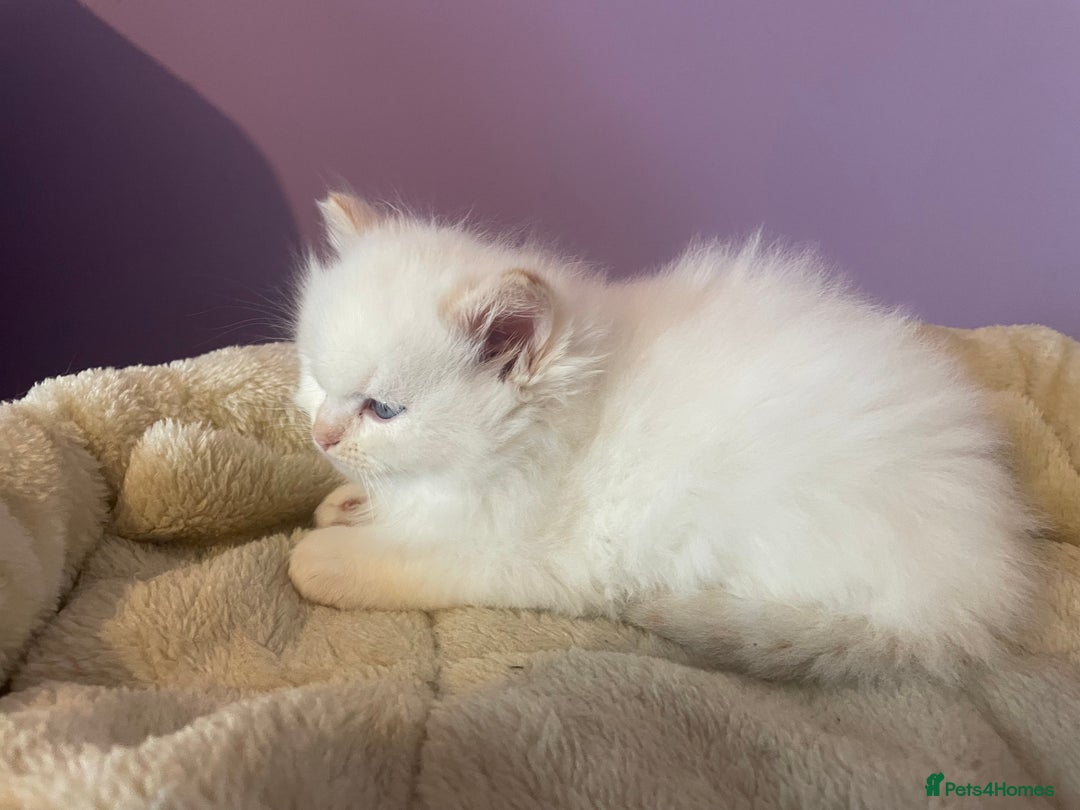 Ragdoll cats for sale:  Beautiful Ragdoll Kittens * 3 BoYs *  - Image 7
