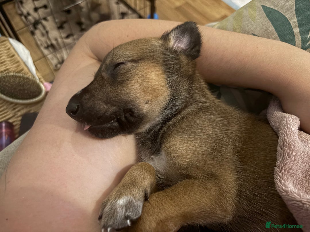Mixed Breed dogs for sale: Lurcher x German Shepard puppies forsale - Image 22