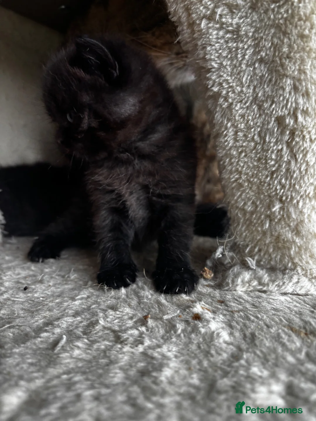 British Shorthair cats for sale: 😻Happy kittens 😻 - Advert 10