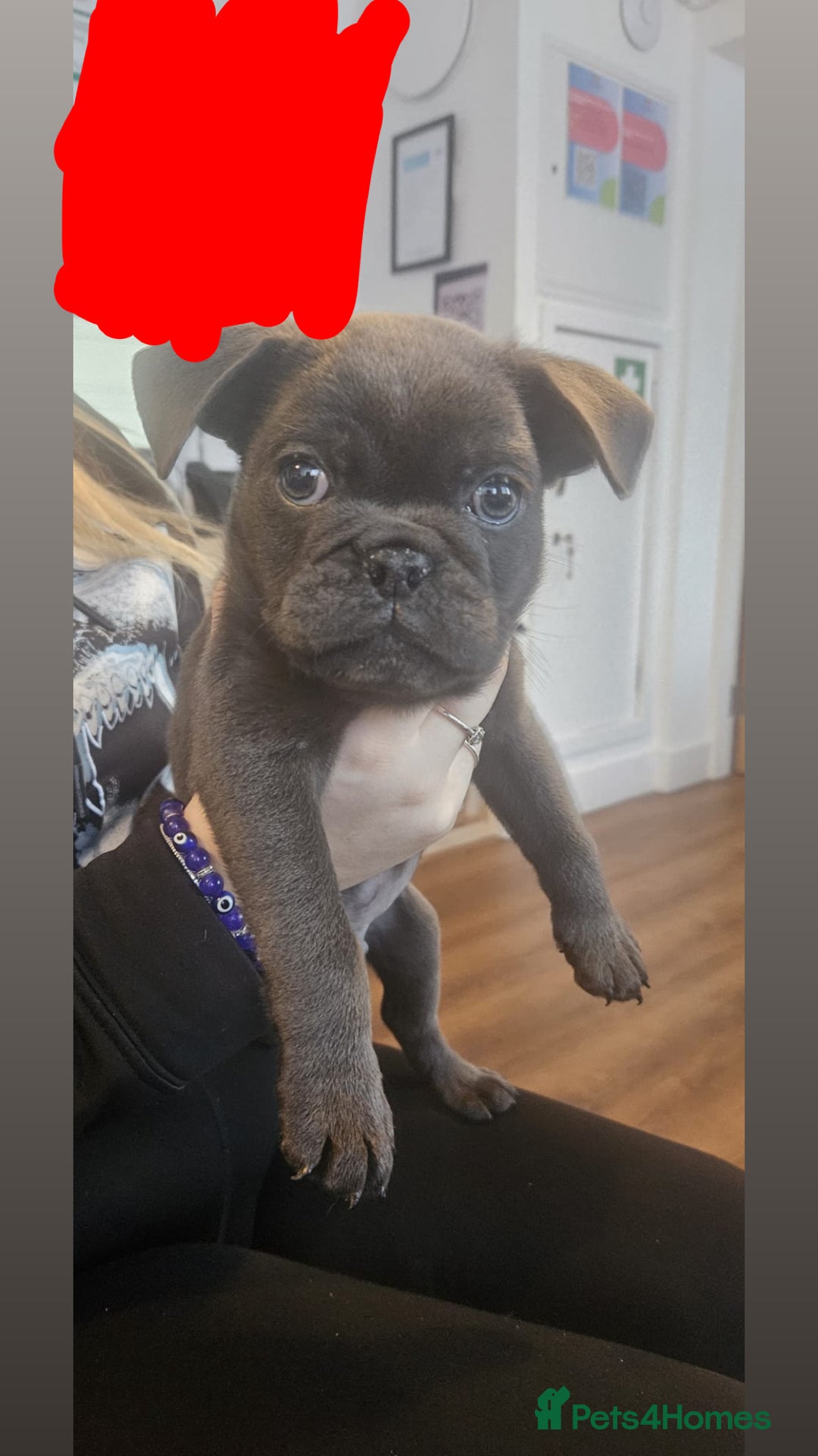 Mixed Breed dogs for sale: 10 week old pug/English bulldog  - Image 6
