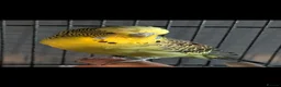 Budgerigars birds for sale: Budgie  - Advert 1