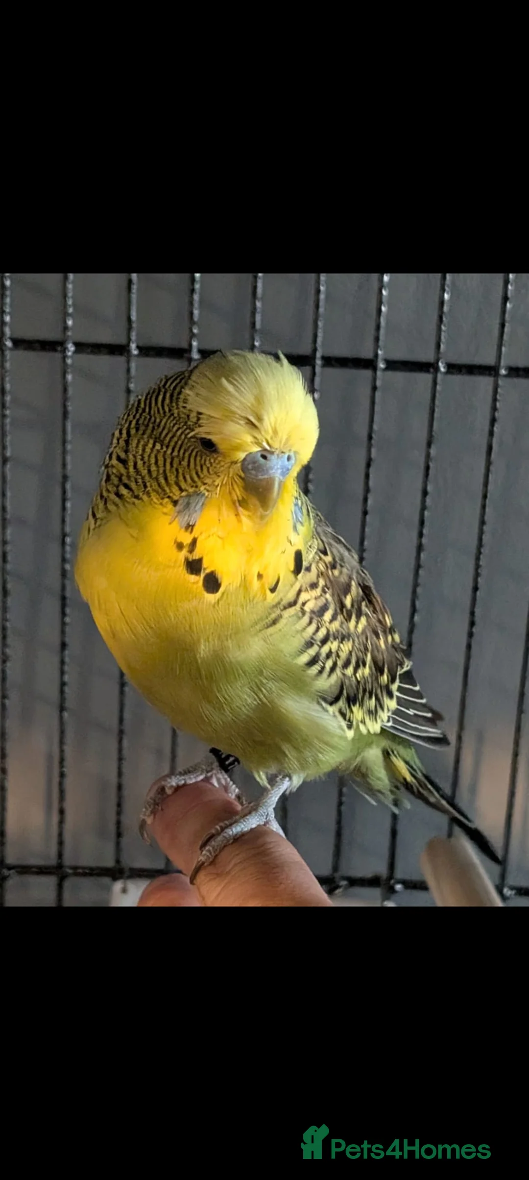 Budgerigars birds for sale: Budgie  - Advert 1