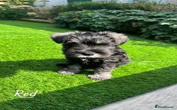 Miniature Schnauzer dogs for sale: Ready for our forever home’s miniature schnauzers  - Image 23