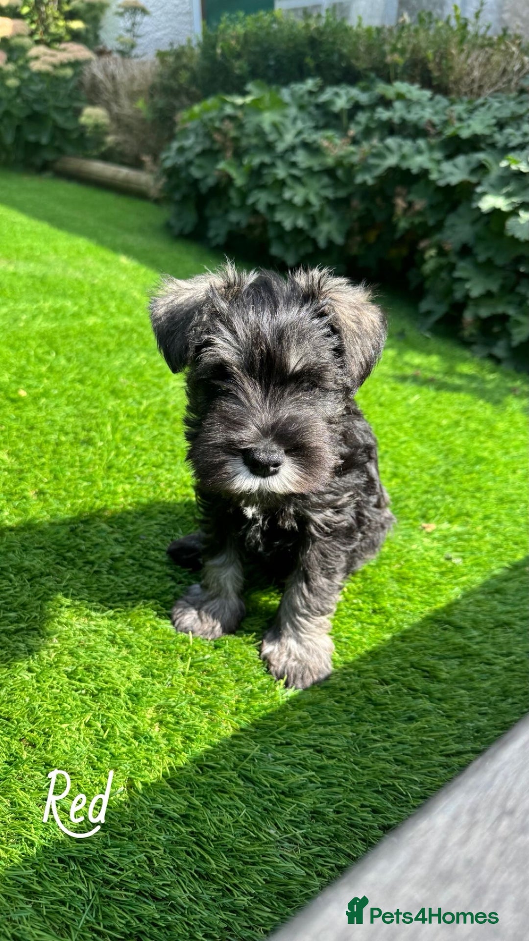 Miniature Schnauzer dogs for sale: Ready for our forever home’s miniature schnauzers  - Image 23