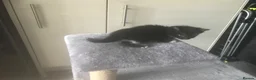 Mixed Breed cats for sale: 4 kittens for sale - Advert 21