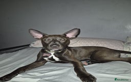 Mixed Breed dogs for sale: 5 month old staffy cross - Image 1