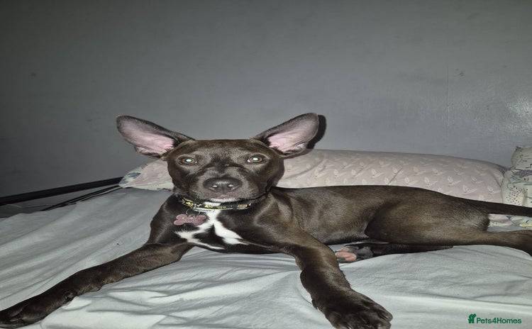 Mixed Breed dogs - Advert 10