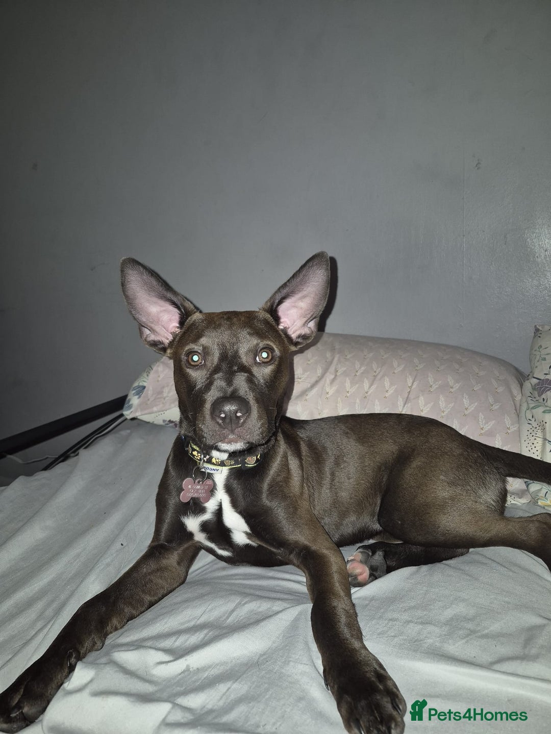 Mixed Breed dogs for sale: 5 month old staffy cross - Image 1