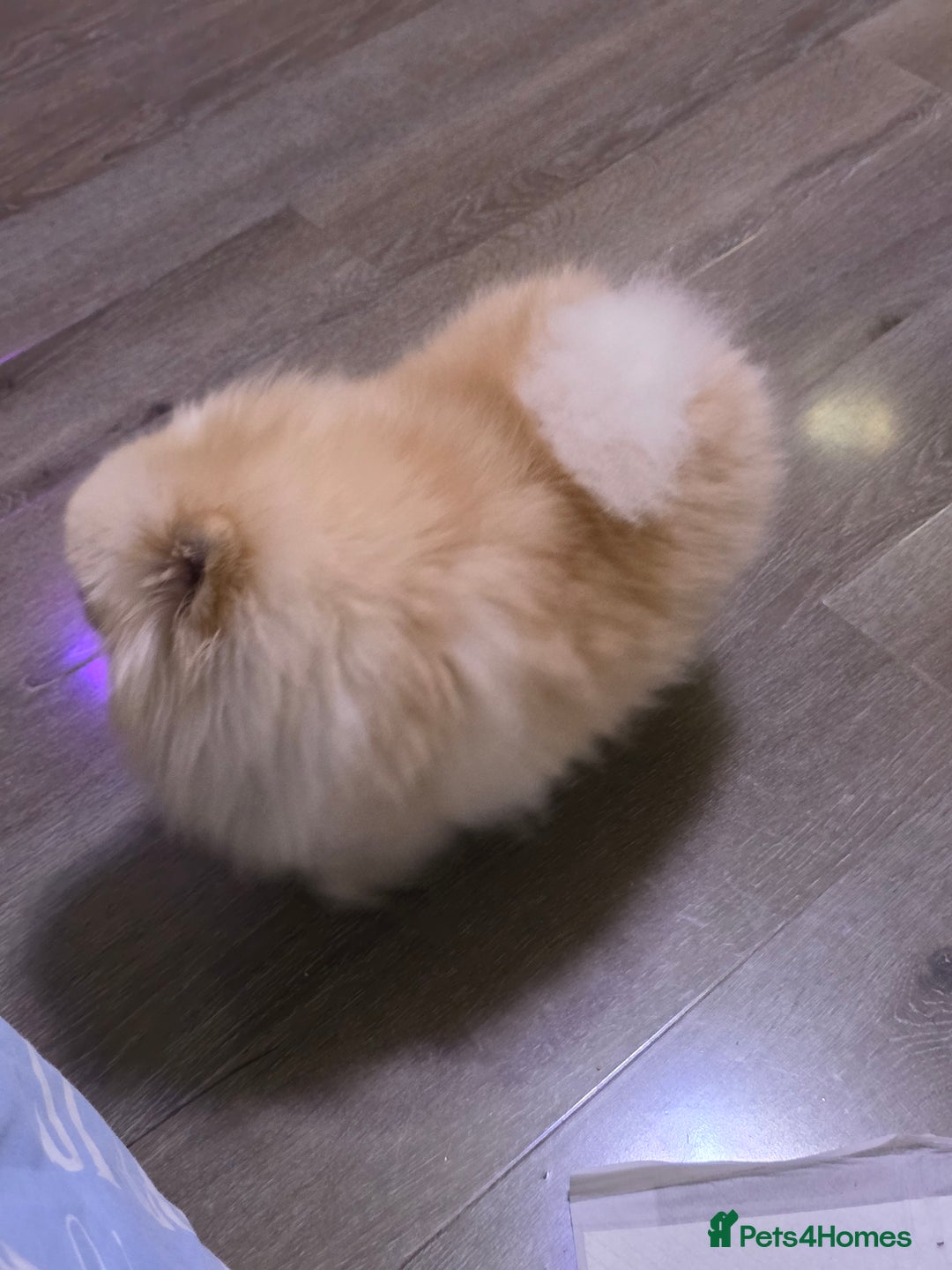 Pomeranian dogs for sale: Hello - Advert 23