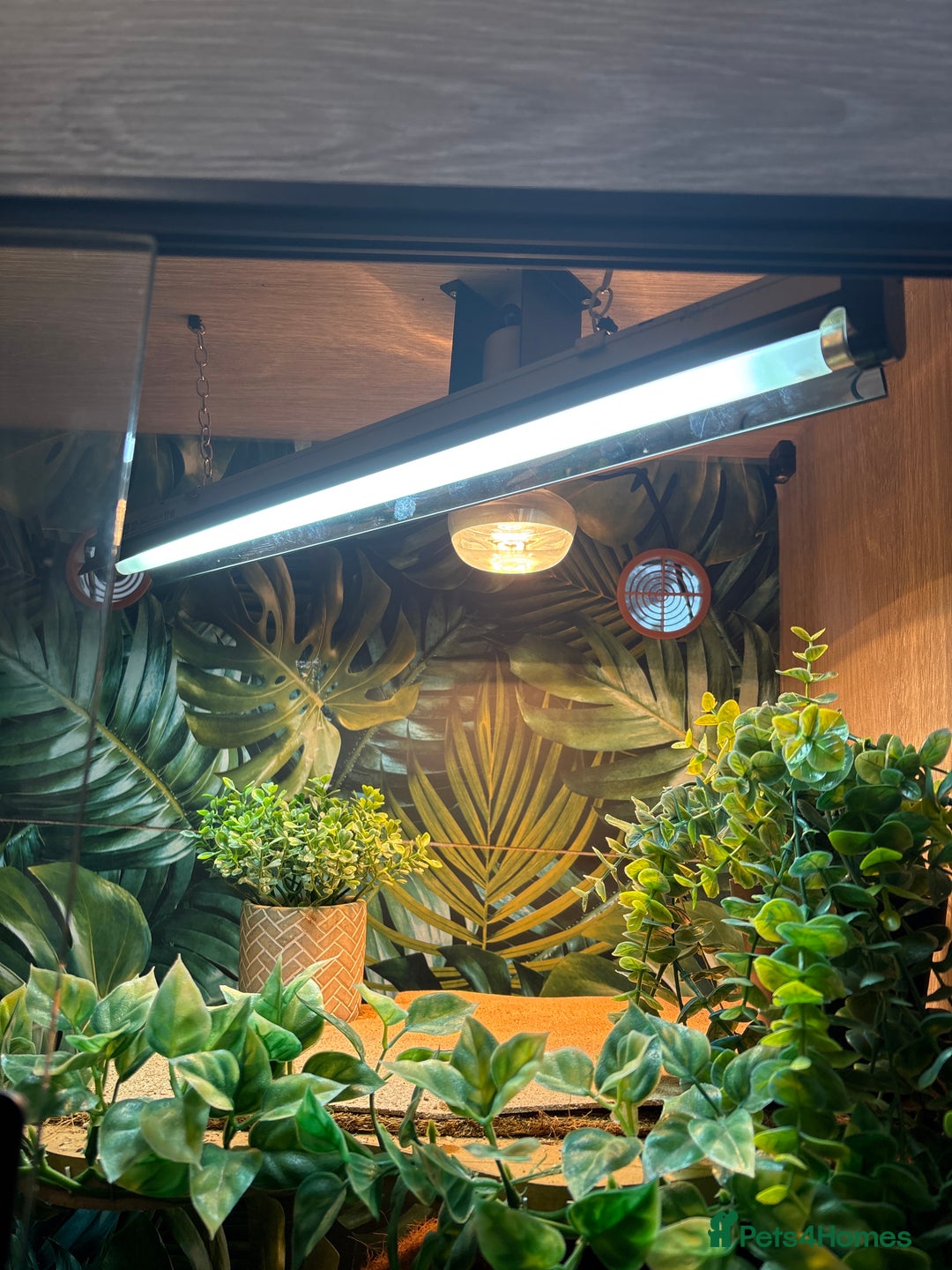 Bearded Dragon reptiles for sale: Female Bearded Dragon - full Luxury Vivarium Setup - Advert 3