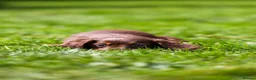 Miniature Dachshund dogs for sale: Miniature dachshunds boys and girls  - Advert 12