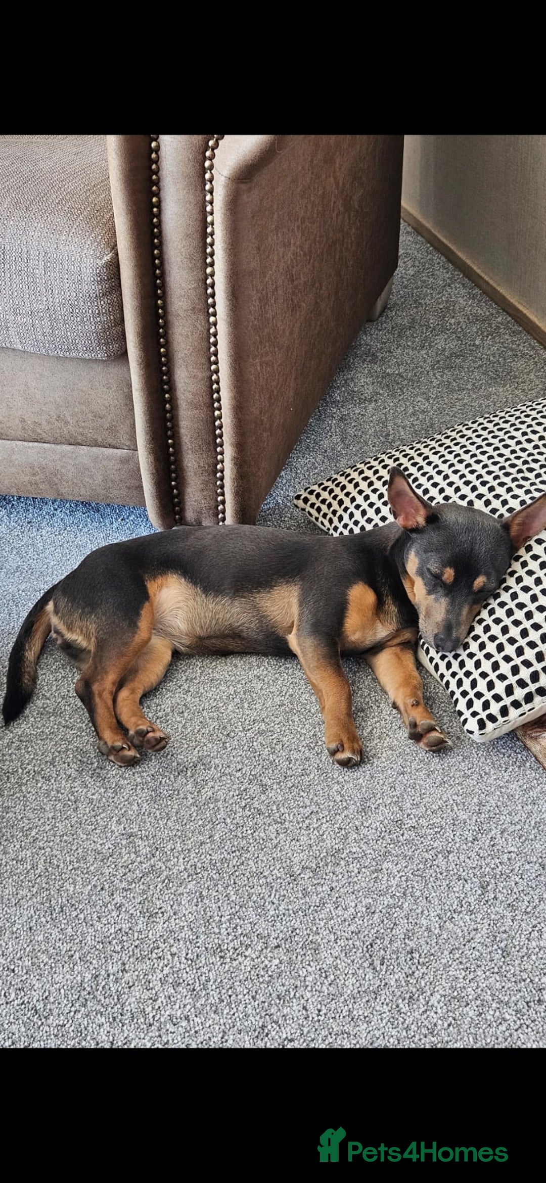 Jack Russell dogs for sale: Gorgeous Chunky Jack Russell Pups for sale - Advert 16