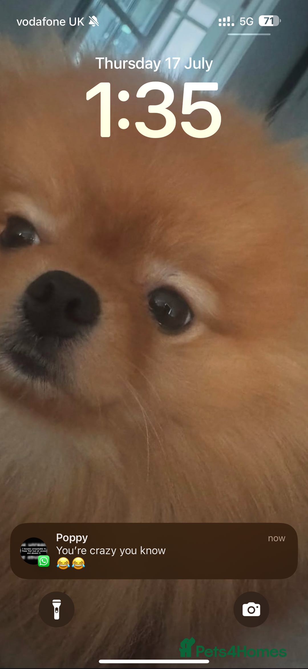 Pomeranian dogs for sale: Cheetos  - Advert 2