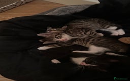 Domestic Shorthair cats for sale: 5 Tabby & Tuxedo kittens for sale - Image 26