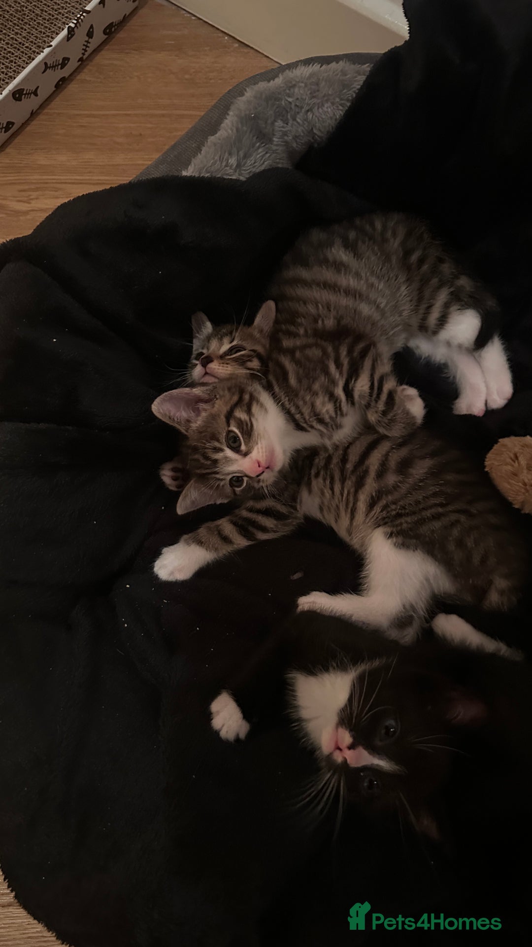 Domestic Shorthair cats for sale: 5 Tabby & Tuxedo kittens for sale - Image 26