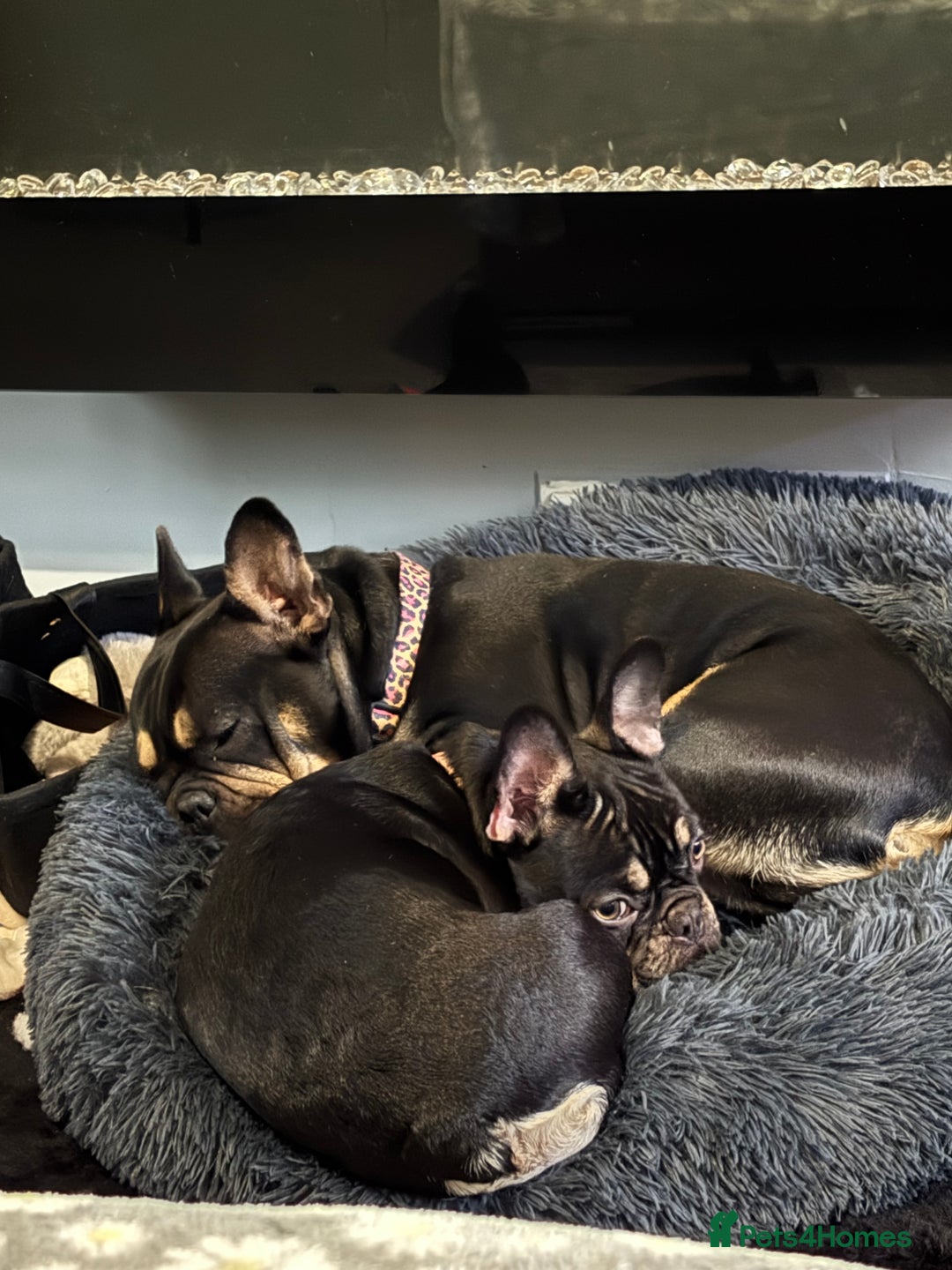French Bulldog dogs for sale: Kc registered chocolate and tan  - Advert 2