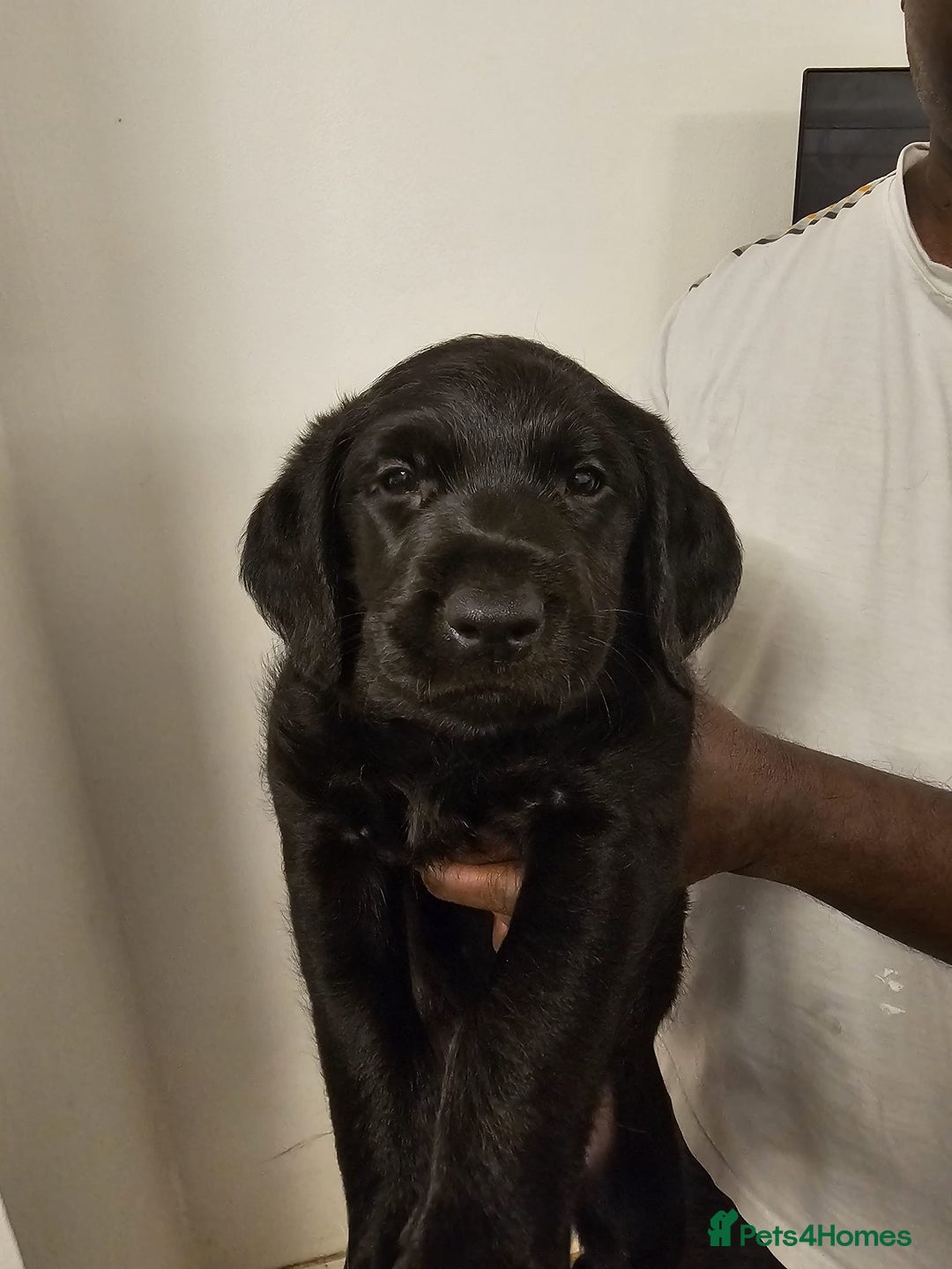 Labradoodle dogs for sale: Lovely Labradoodle puppies! 🐶  - Advert 8