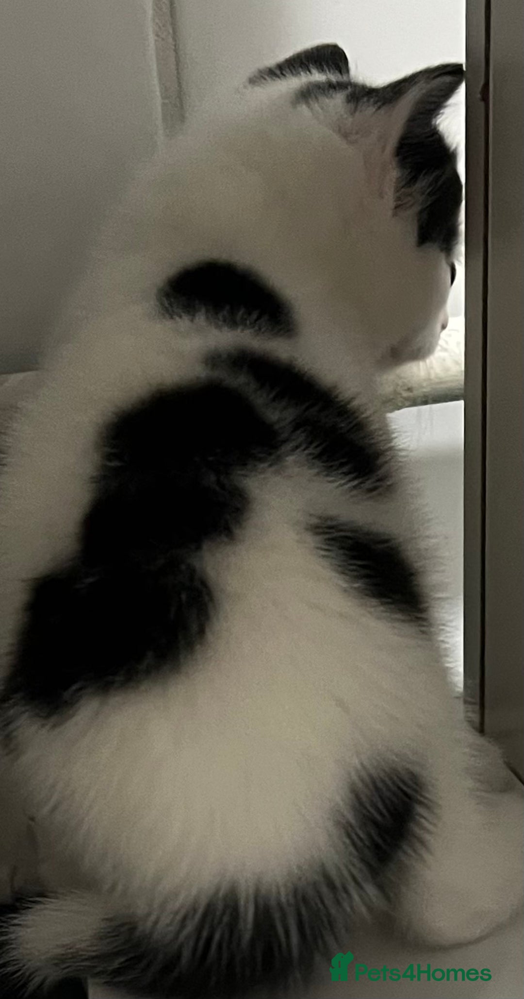 Mixed Breed cats for sale: A Surprise Litter. Dot’s first and last!  - Advert 24