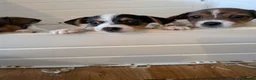 Jack Russell dogs for sale: Docked (vet papers)Traditioal Jack Russel  - Advert 36