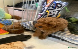 Cavapoo dogs for sale: Red cavapoo babies both parents dna health tested  in Newark - Image 24