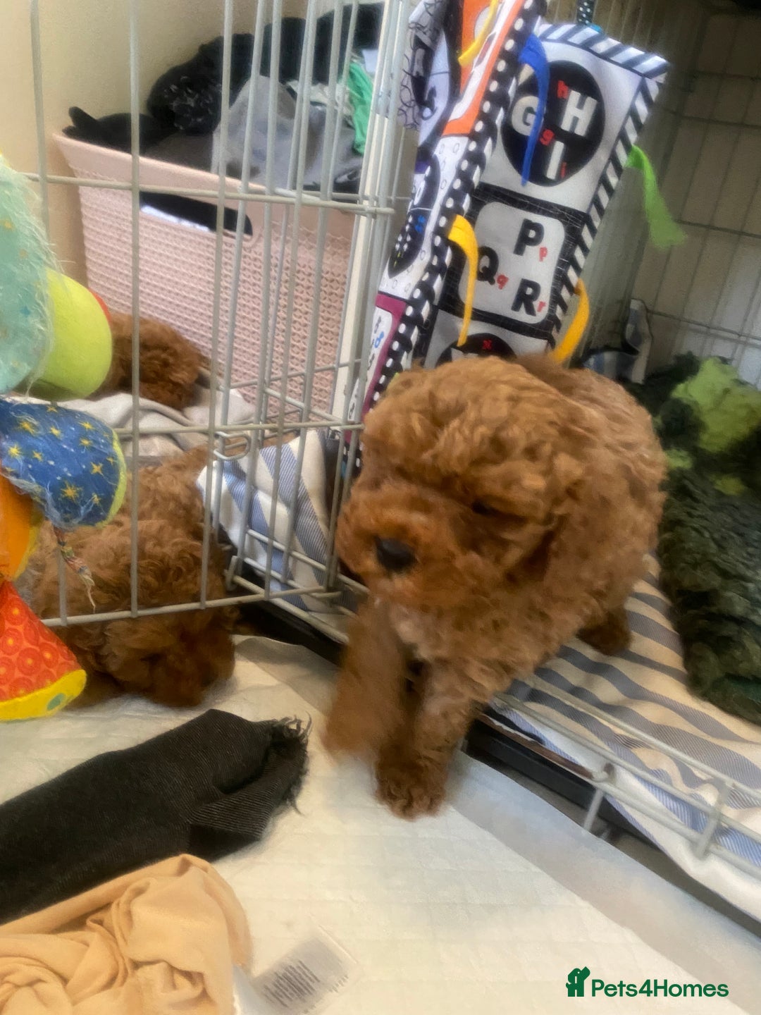 Cavapoo dogs for sale: Red cavapoo babies both parents dna health tested  in Newark - Image 24