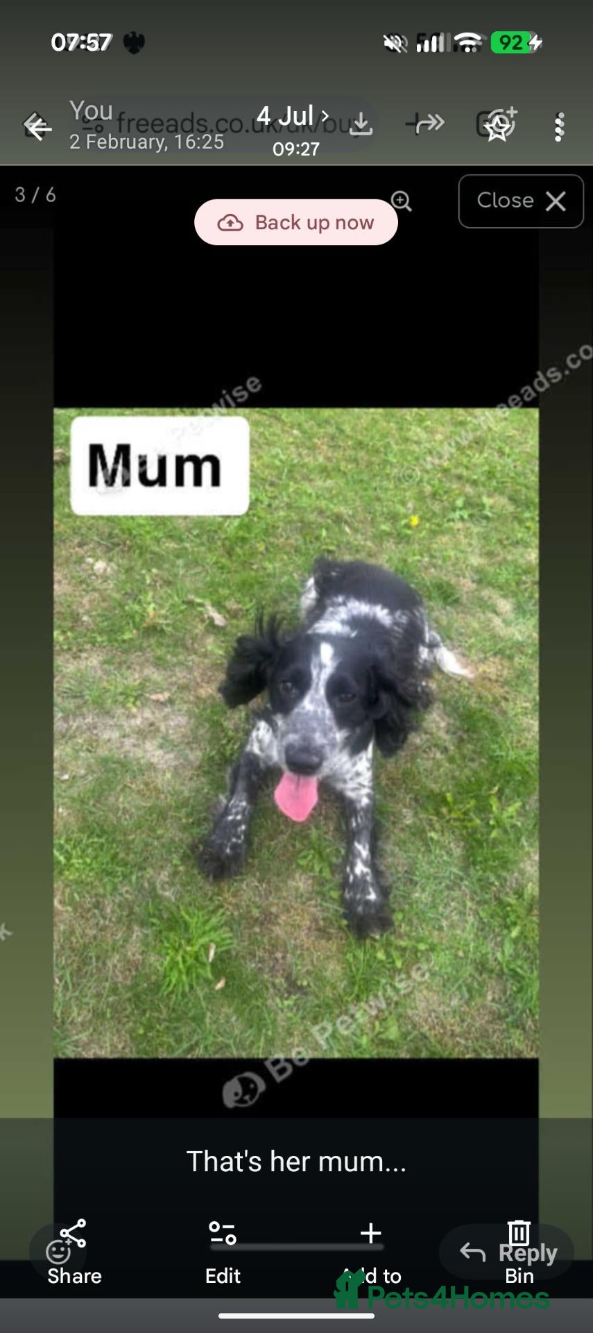 Cockapoo dogs Brindle cockapoo  - Advert 7