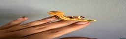 Gecko reptiles for sale: Baby crested gecko’s  - Advert 23