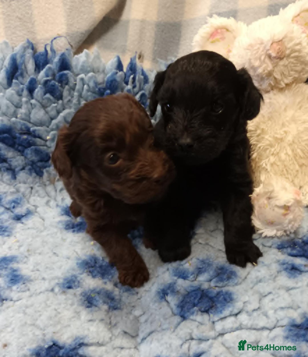 Cockapoo dogs for sale: 2 LITTLE COCKAPOO GIRLS LOOKING FOR NEW HOMES - Advert 1