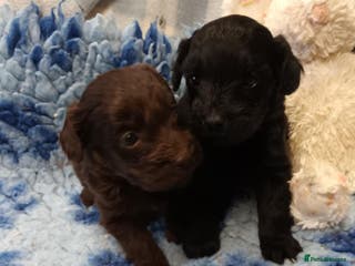 Cockapoo dogs 2 LITTLE COCKAPOO GIRLS LOOKING FOR NEW HOMES - Advert 13