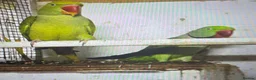 Parakeets birds for sale: proven pair Alexanderine gives olive chiks - Advert 10