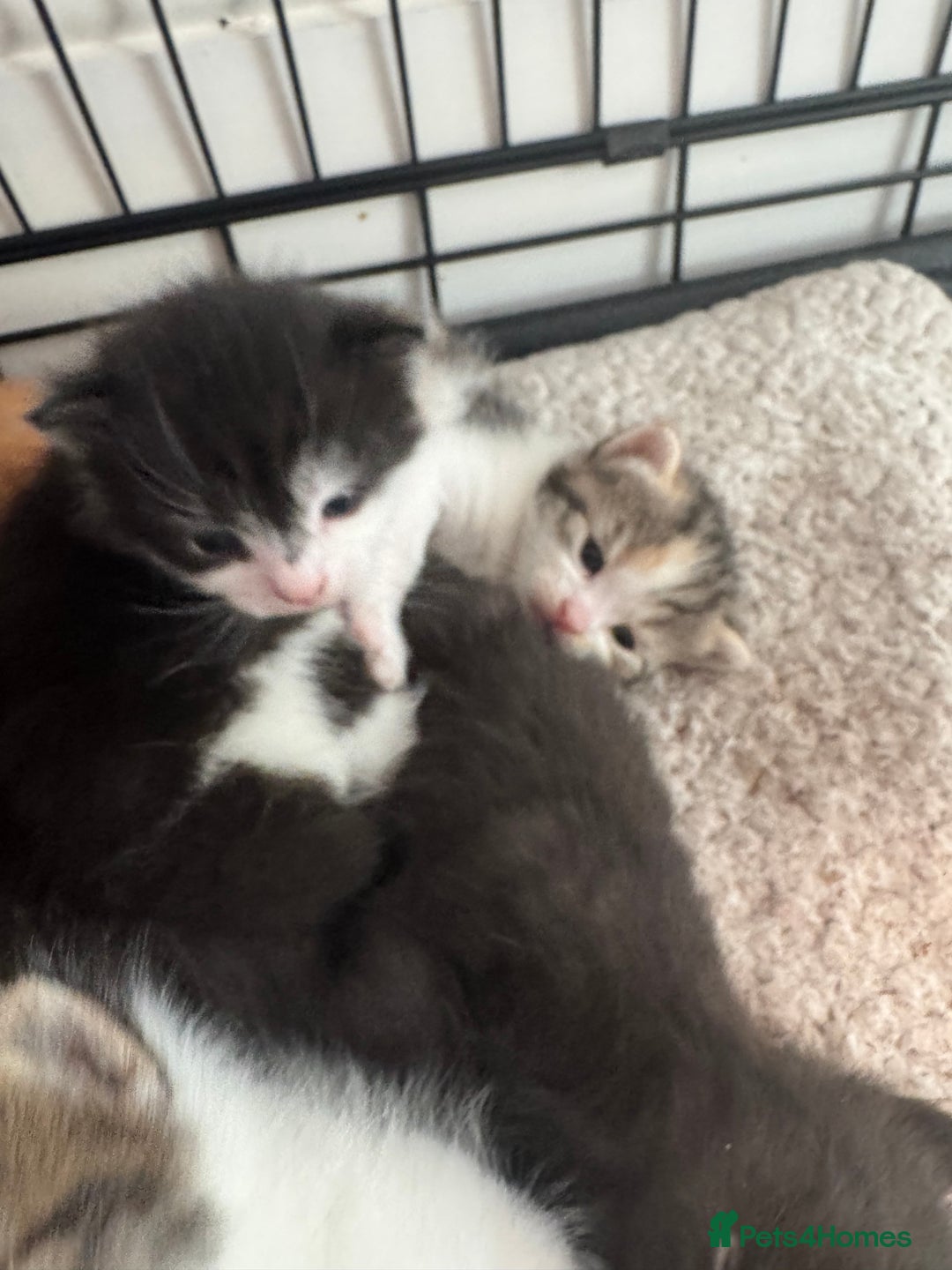 British Shorthair cats for sale: Beautiful fluffy kittens  - Advert 7