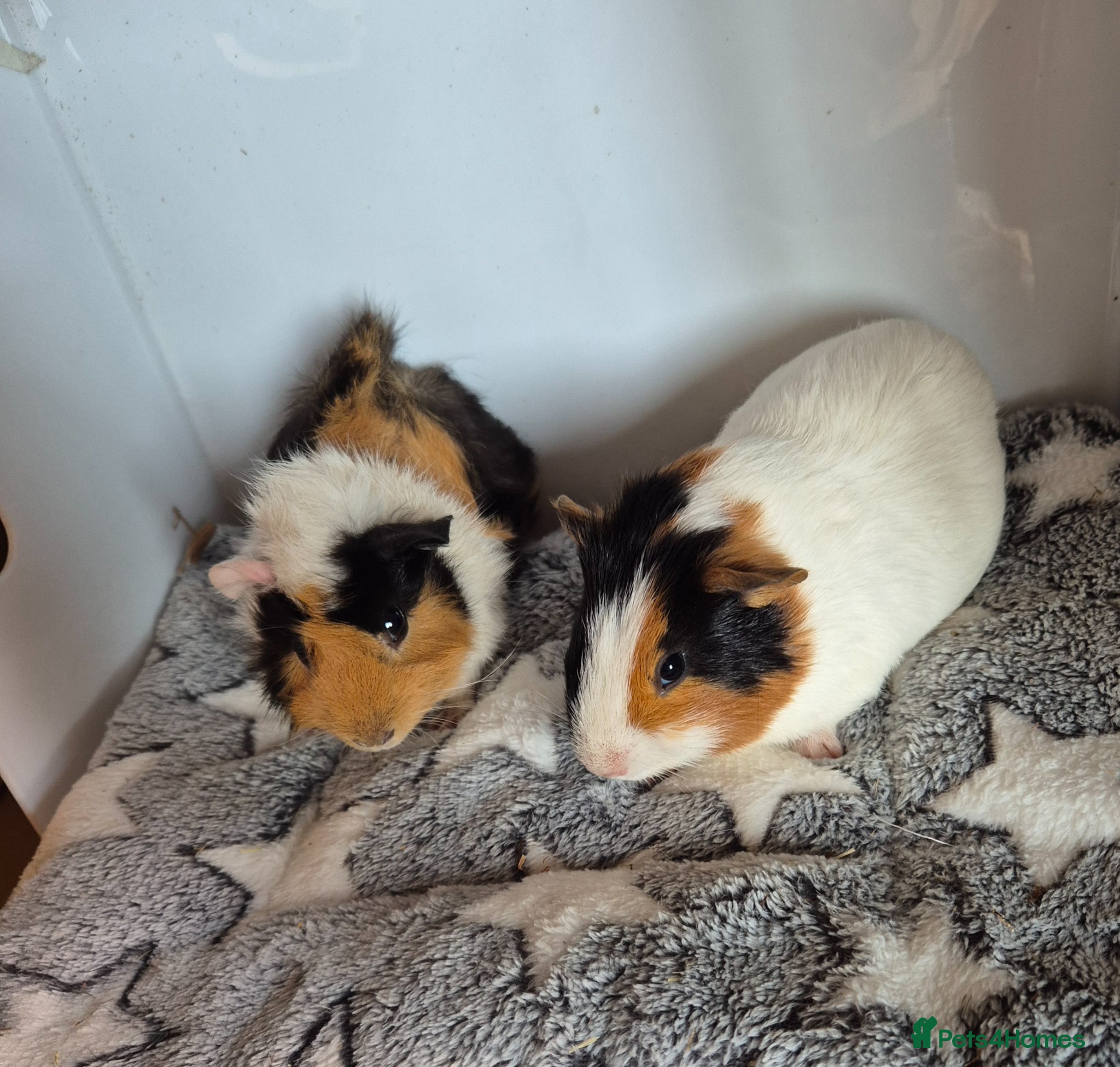 Guinea Pig rodents Beautiful Bonded Baby Boys - Advert 12