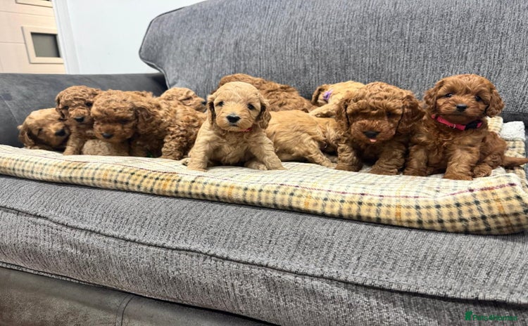 Cockapoo dogs - Advert 1