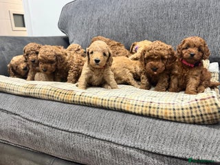 Cockapoo dogs - Advert 35