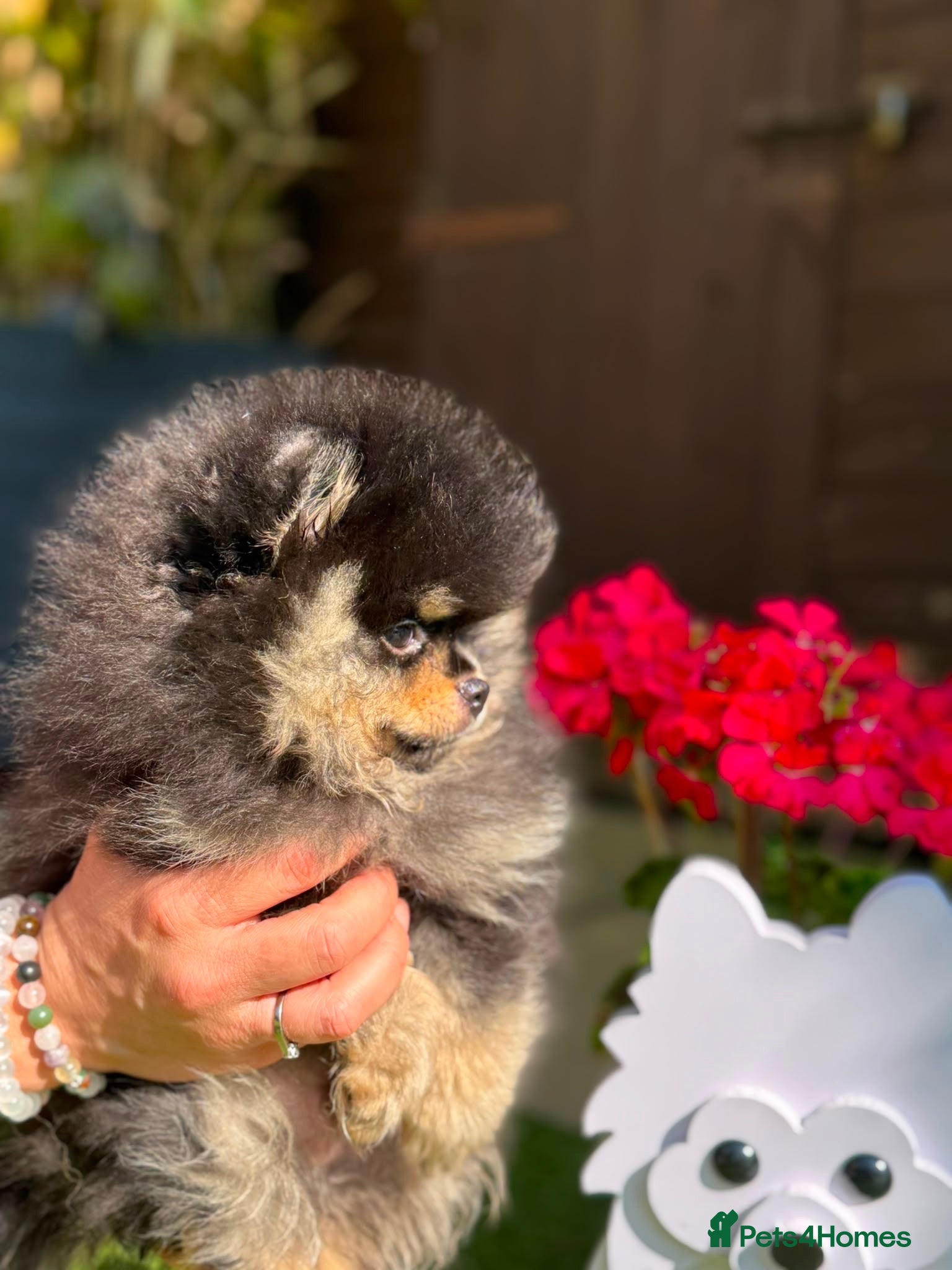 Pomeranian dogs Stunning top quality kc registered Pomeranians - Advert 3