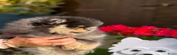 Pomeranian dogs for sale: Stunning top quality kc registered Pomeranians - Advert 1