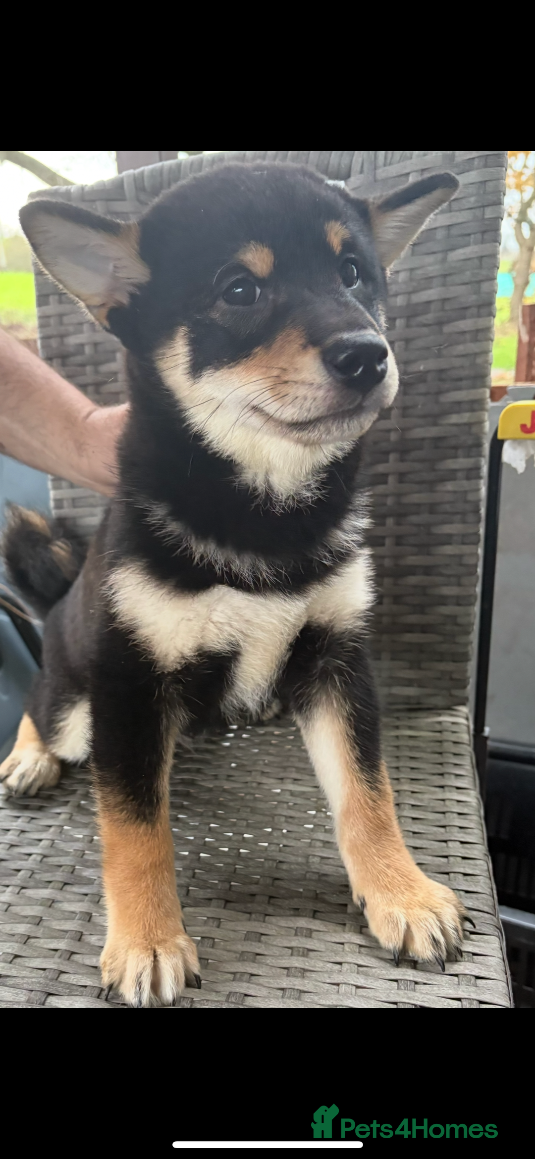 Japanese Shiba Inu dogs for sale: Multi champion Japanese Shiba Inu’s - Advert 9