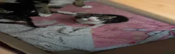 Mixed Breed cats for sale: Male tabby kitten  - Advert 6