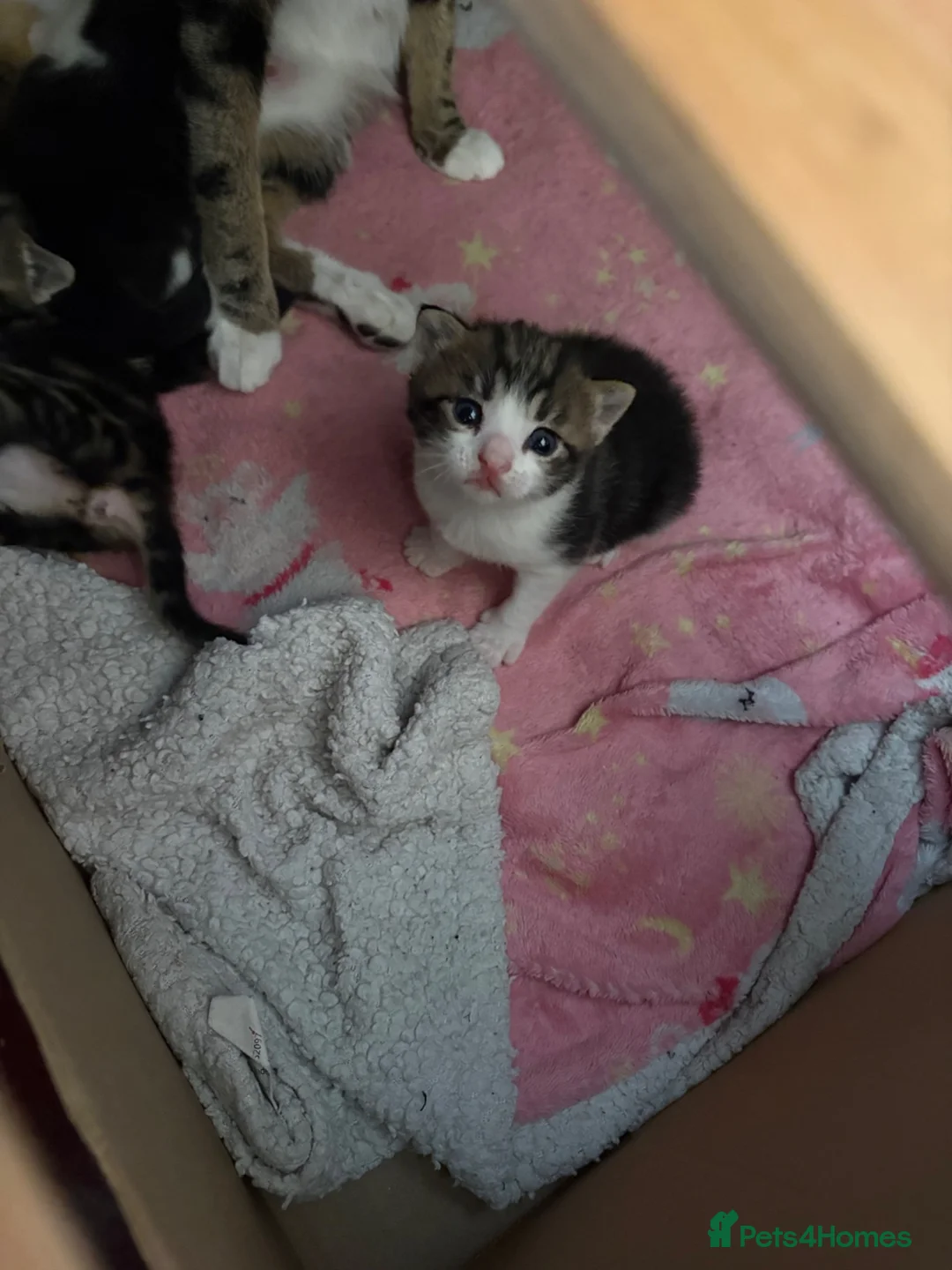 Mixed Breed cats for sale: Male tabby kitten  - Advert 6