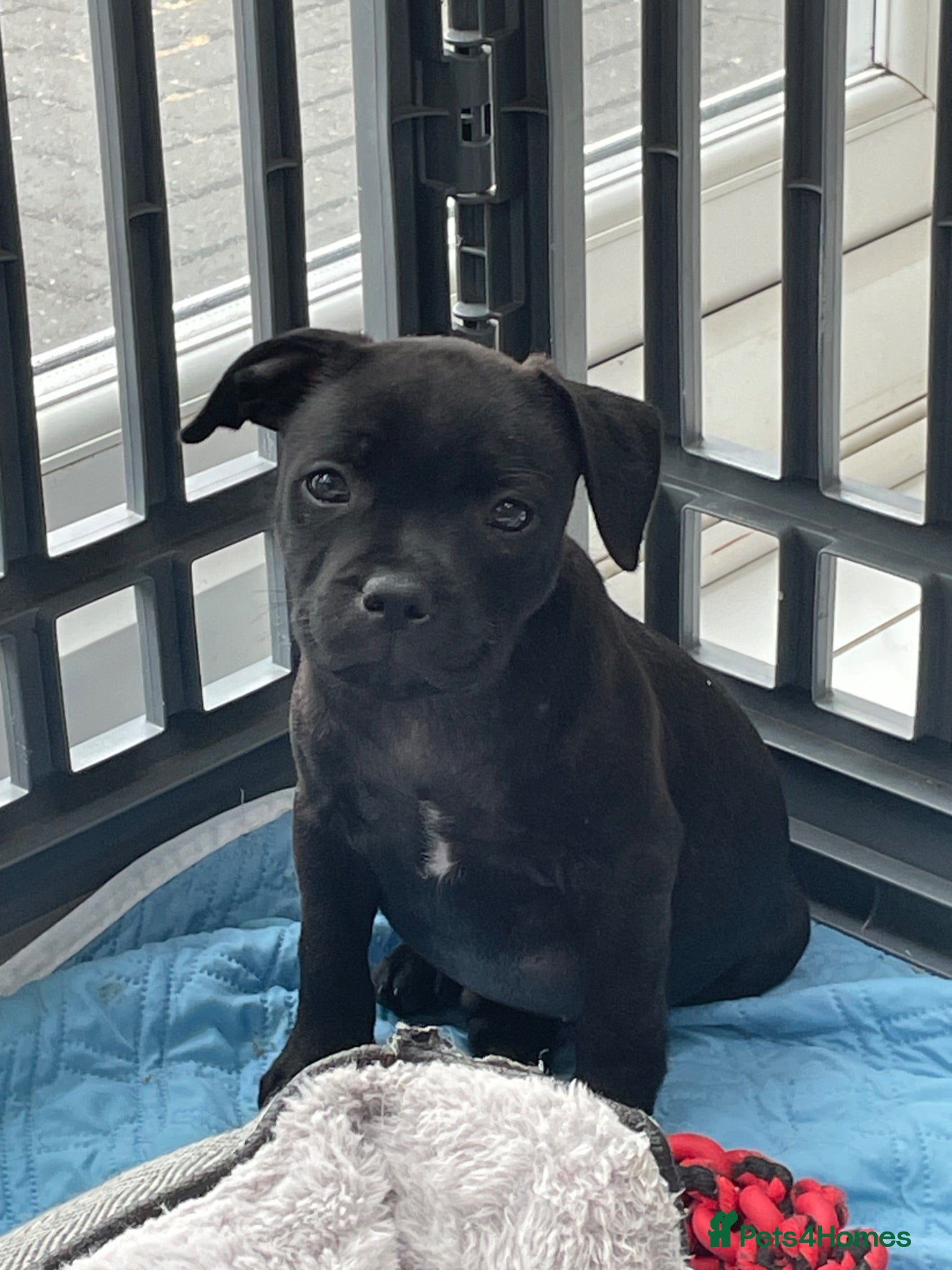Staffordshire Bull Terrier dogs Last boy heavily reduced  - Advert 2