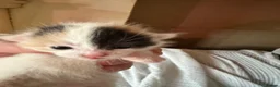 British Shorthair cats for sale: 3 Gorgeous little ladies  - Advert 28