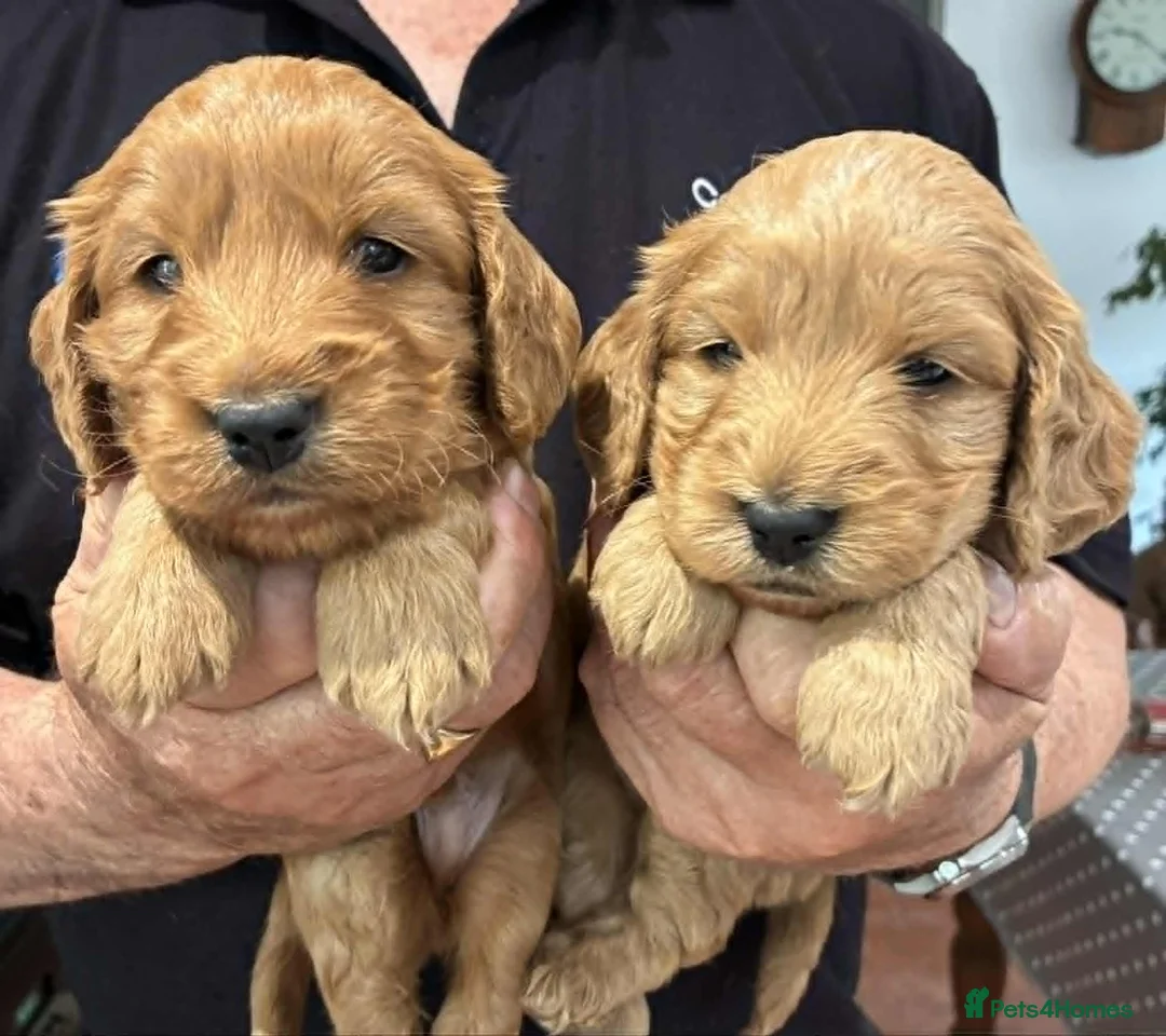 Cockapoo dogs for sale: Beautiful Cockapoo puppies - Advert 8