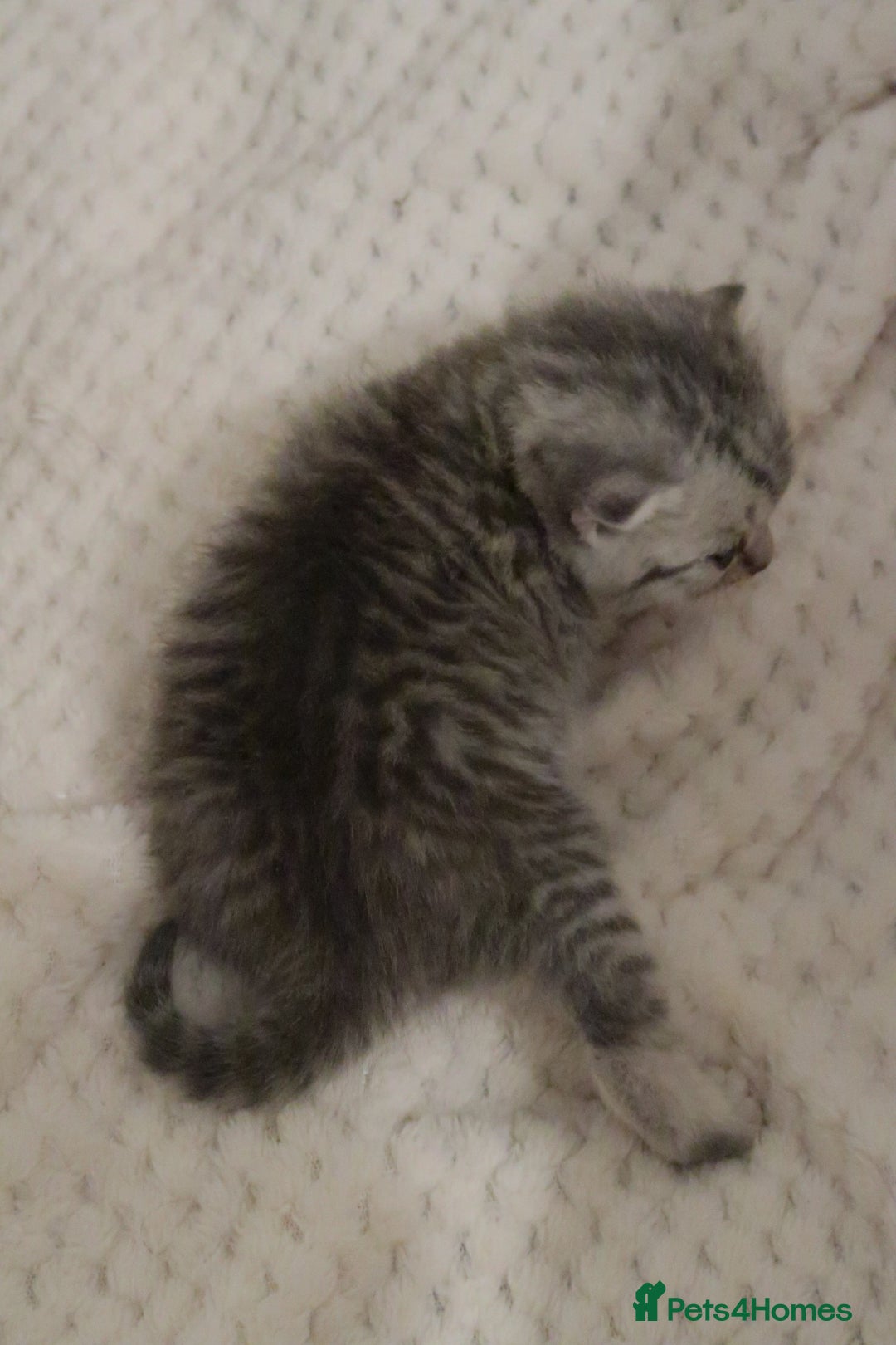 British Shorthair cats for sale: 2 left -GCCF Registered British Shorthair Kittens  - Advert 31