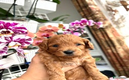 Maltipoo dogs for sale: Beautiful F1B Toy Size Maltipoo Puppies - Image 8