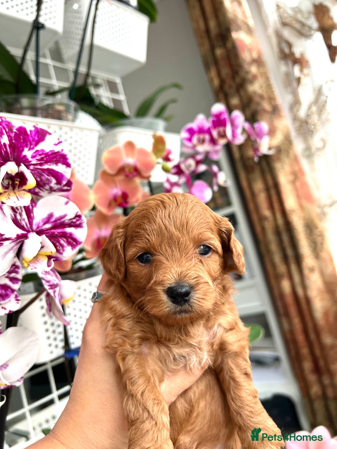 Maltipoo dogs for sale: Beautiful F1B Toy Size Maltipoo Puppies - Image 8