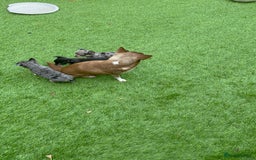 Chihuahua dogs for sale: Chihuahua puppies  - Image 1